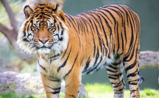 世界上最小的老虎