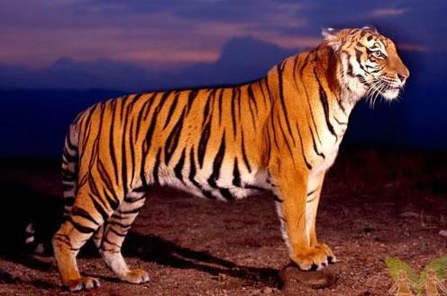 已經滅絕的小老虎