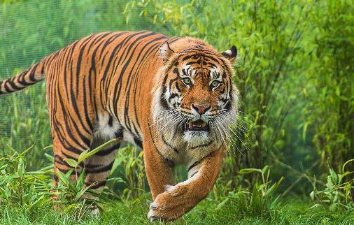 世界上最小的老虎