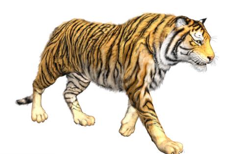 已經滅絕的小老虎