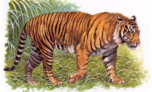 已經滅絕的小老虎