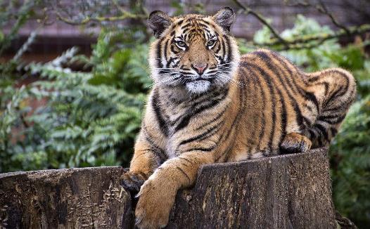 世界上最小的老虎