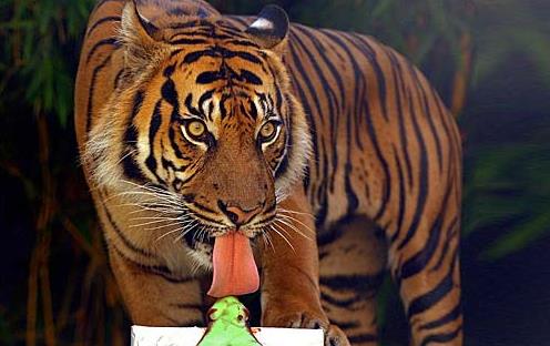 已經滅絕的小老虎