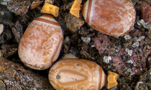 世界最大昆蟲產卵