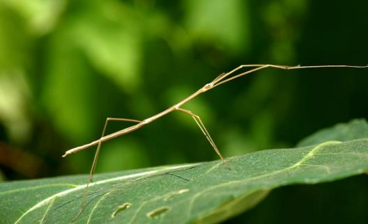 竹節蟲2.jpg