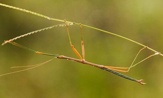 世界最大昆蟲產卵