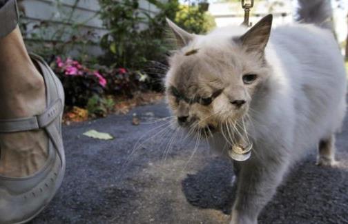 吉尼斯世界上壽命最長的雙面貓