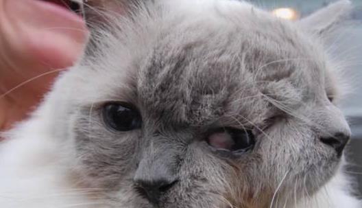 吉尼斯世界上壽命最長的雙面貓