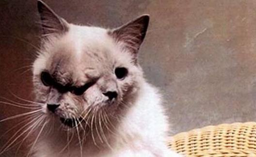 吉尼斯世界上壽命最長的雙面貓