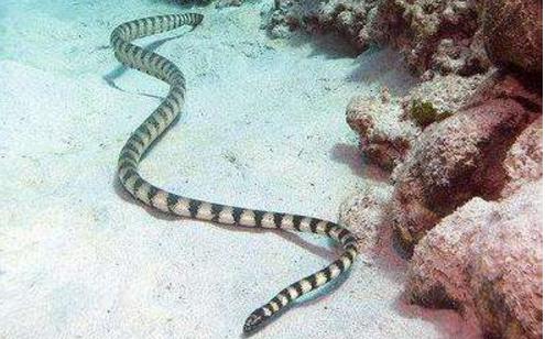 世界上最毒的蛇貝爾徹海蛇