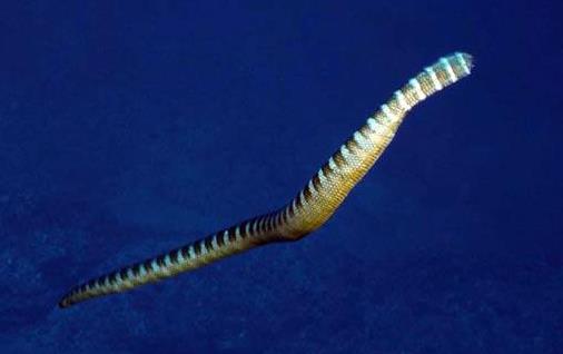 世界上最毒的蛇貝爾徹海蛇