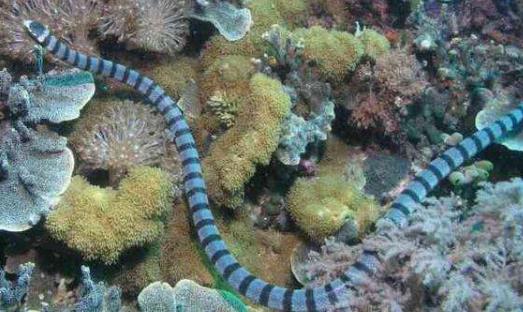 世界上最毒的蛇貝爾徹海蛇