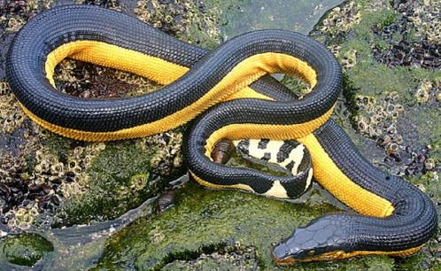 世界上最毒的蛇貝爾徹海蛇