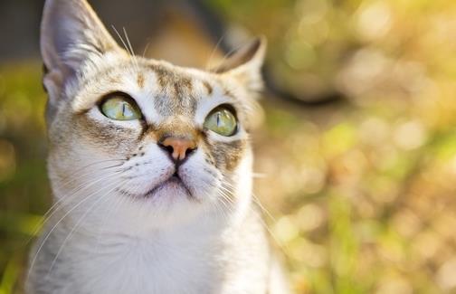 世界上最小的貓新加坡貓