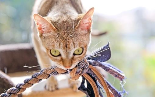 世界上最小的貓新加坡貓