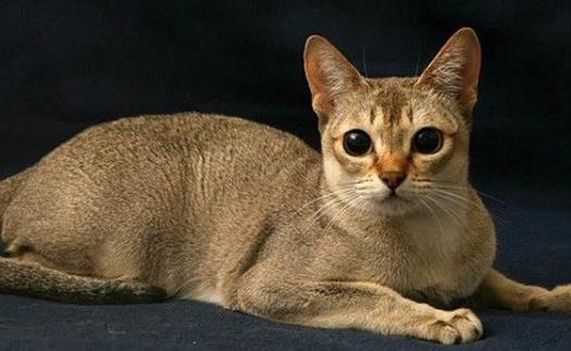 世界上最小的貓新加坡貓