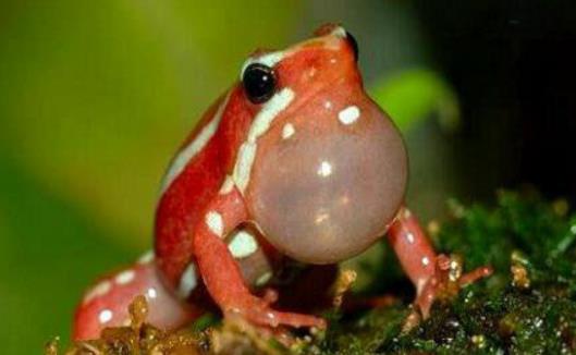 世界上最美最毒的青蛙幽靈箭毒蛙
