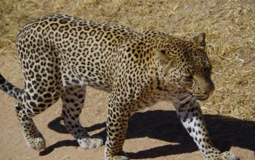 史前最強(qiáng)獵豹 桑給巴爾豹已經(jīng)滅絕