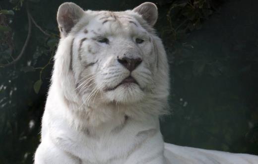 世界上數量最少的老虎