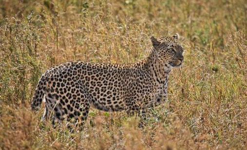 史前最強(qiáng)獵豹 桑給巴爾豹已經(jīng)滅絕