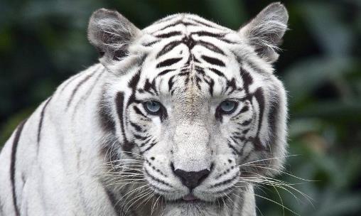 世界上數量最少的老虎