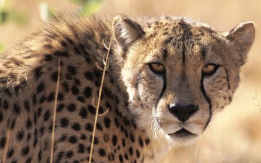 史前最強(qiáng)獵豹 桑給巴爾豹已經(jīng)滅絕