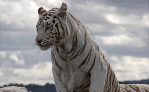 世界上數量最少的老虎