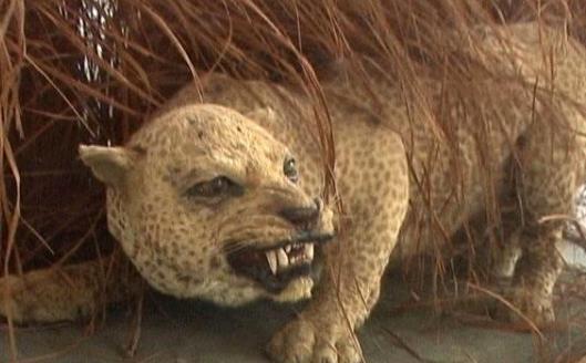 史前最強(qiáng)獵豹 桑給巴爾豹已經(jīng)滅絕