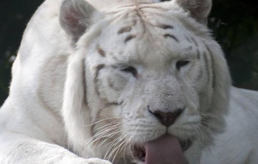 世界上數量最少的老虎