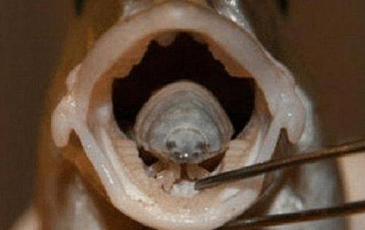 世界上最可怕的寄生蟲