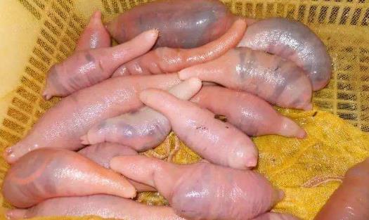 世界上最邪惡的海鮮