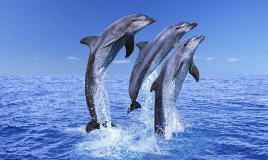 世界上最大的的淡水海豚