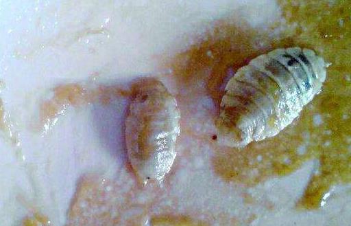 世界上最可怕的寄生蟲