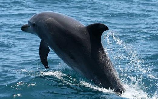 世界上最大的的淡水海豚