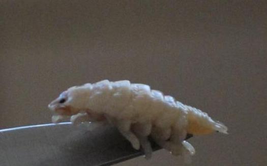 世界上最可怕的寄生蟲