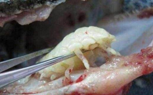 世界上最可怕的寄生蟲