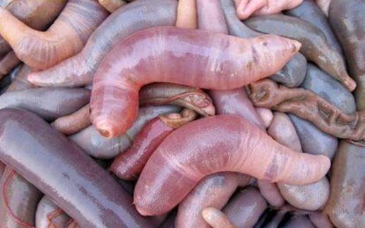 世界上最邪惡的海鮮