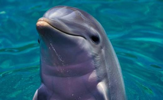 世界上最大的的淡水海豚