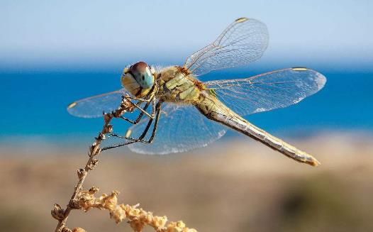 眼睛最多的昆蟲(chóng)