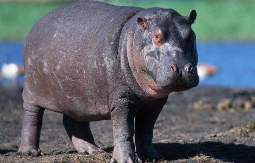 世界上嘴巴最大的陸生哺乳動物河馬
