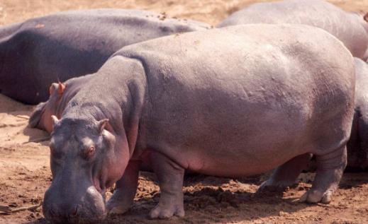 世界上嘴巴最大的陸生哺乳動物河馬