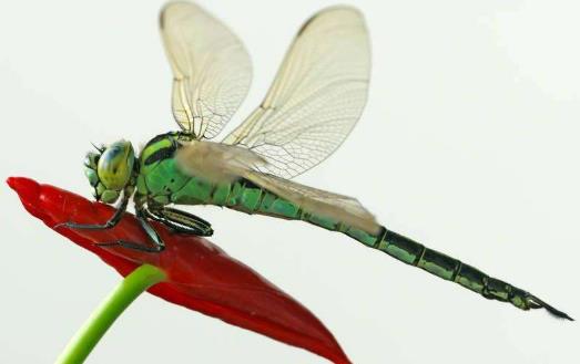 眼睛最多的昆蟲(chóng)