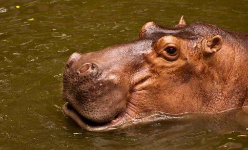 世界上嘴巴最大的陸生哺乳動物河馬