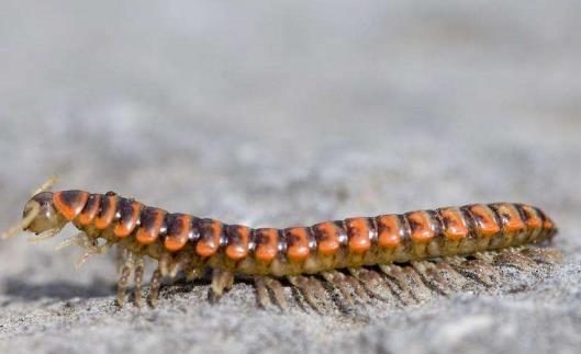 世界上足最多的動物