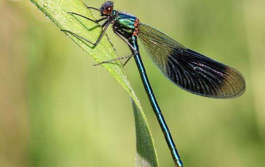 眼睛最多的昆蟲(chóng)