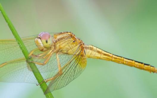 眼睛最多的昆蟲(chóng)