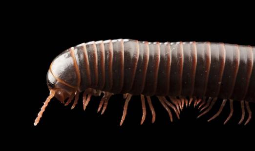 世界上足最多的動物