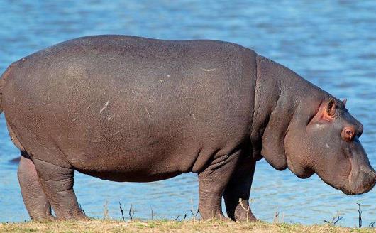 世界上嘴巴最大的陸生哺乳動物河馬