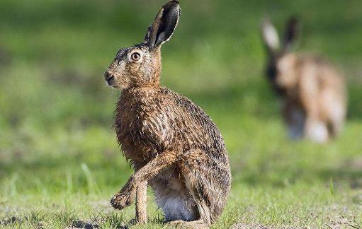 世界上最快的兔子