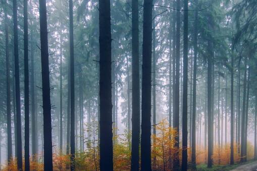 我國發現迄今最早遠古森林 新疆發現距今約有3.71億年的遠古森林